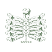 Ellenborough Park logo